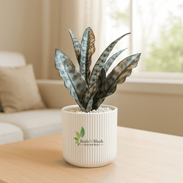 Sansevieria Coppertone