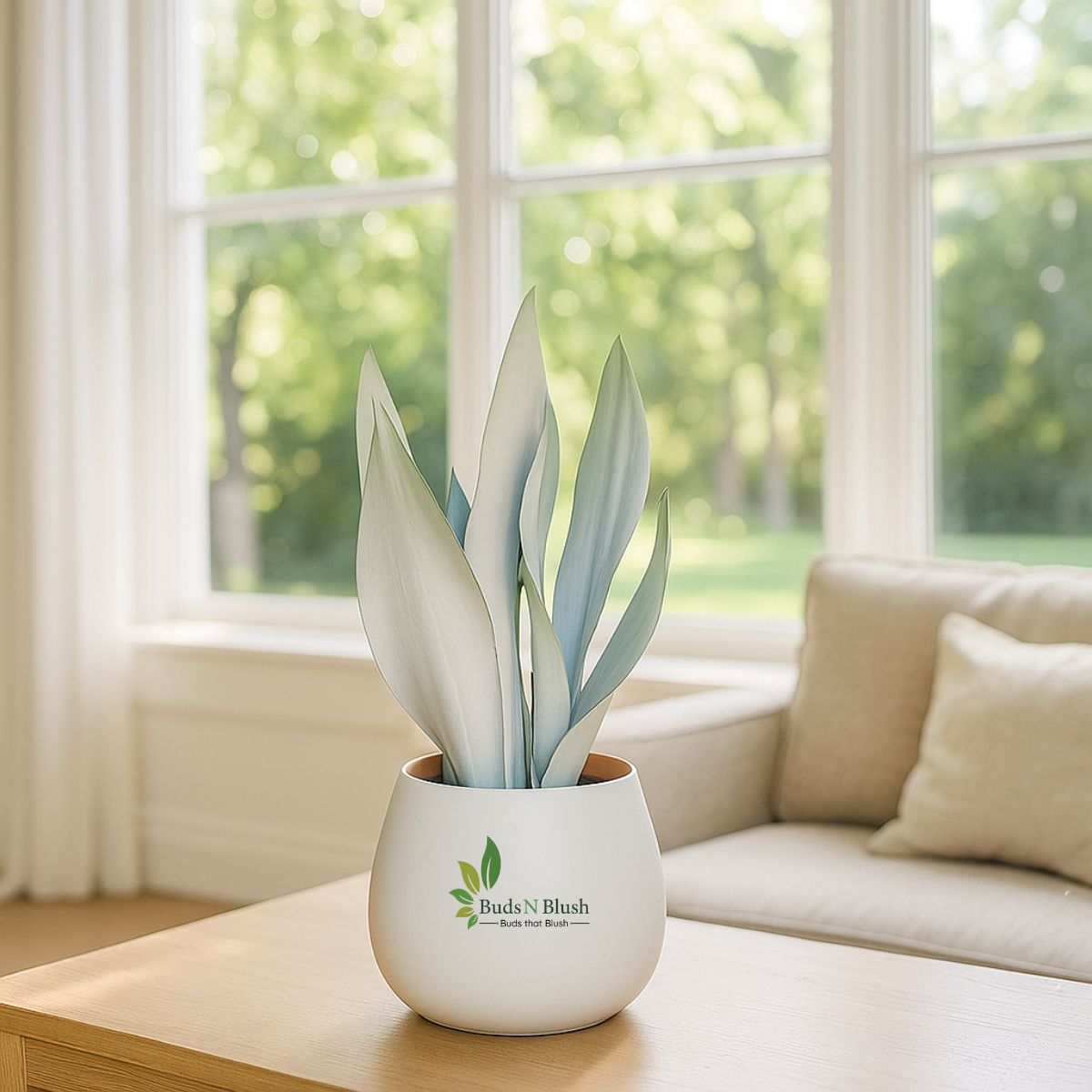 Sansevieria Moonshine