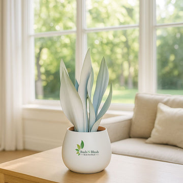 Sansevieria Moonshine