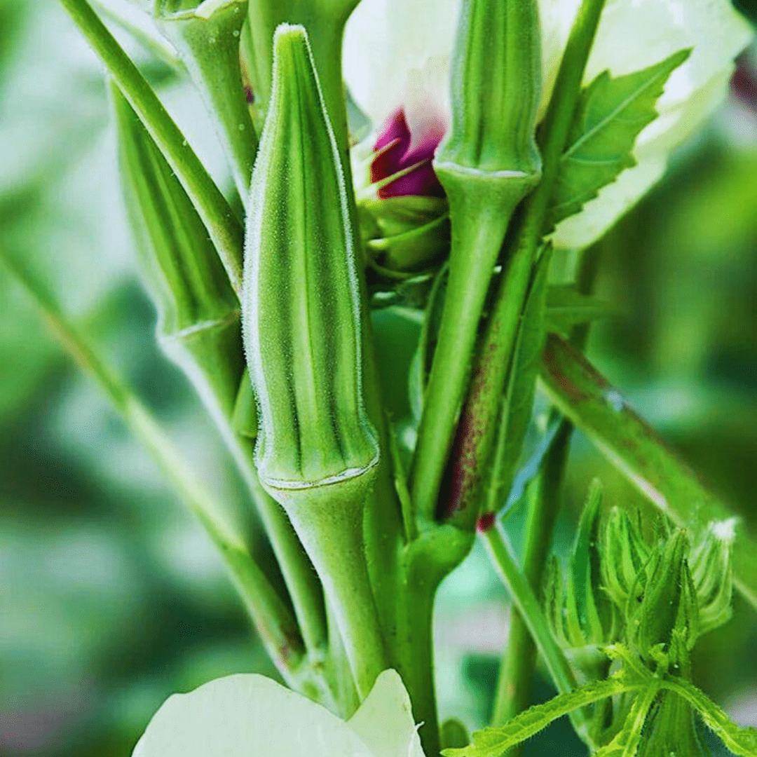 Okra Plant Clipart