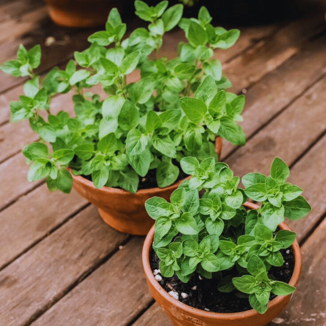 F1 Hybrid Oregano Seeds