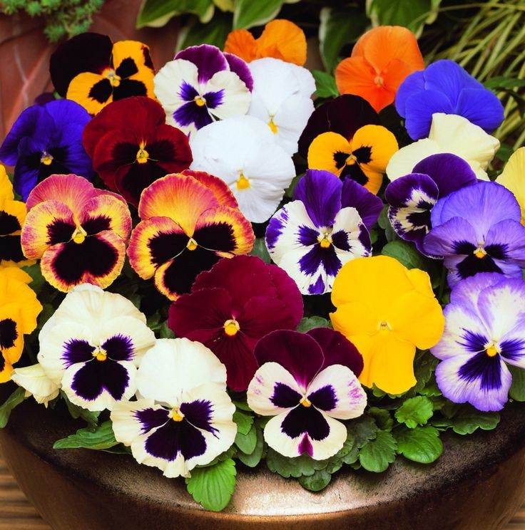 Giant Pansy Mix F1 Hybrid Seeds