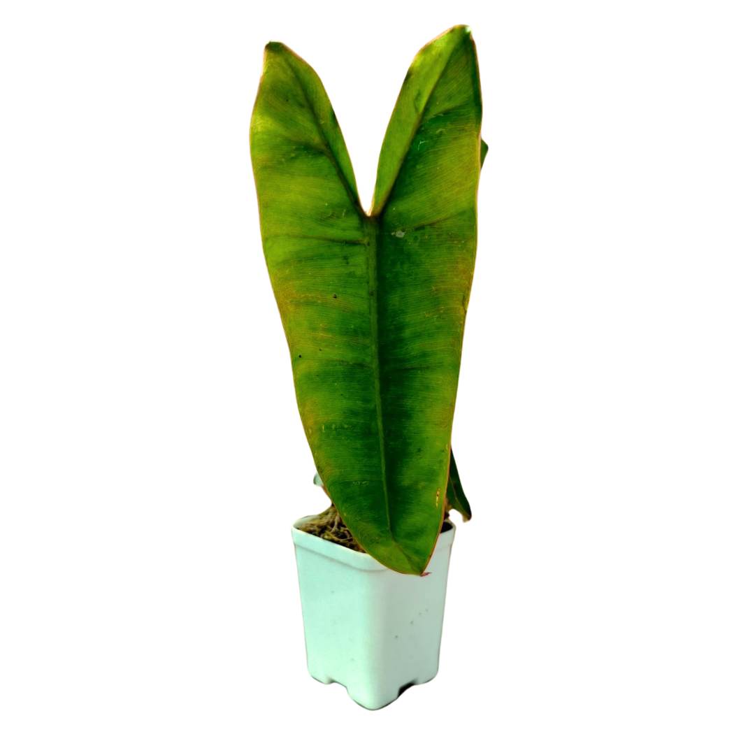philodendron bill Philodendron Billietiae