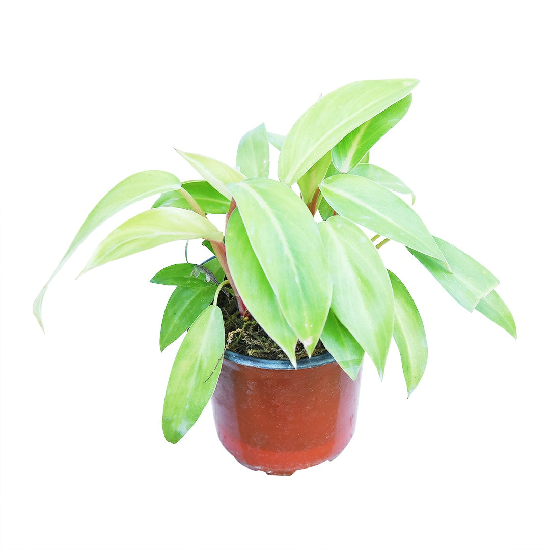 philodendron ceylon gold care Philodendron Ceylon Gold