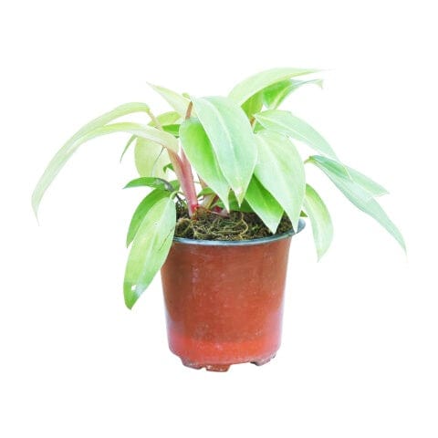philodendron ceylon green Philodendron Ceylon Gold