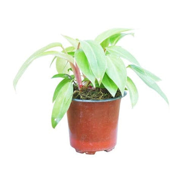 Philodendron Ceylon Gold