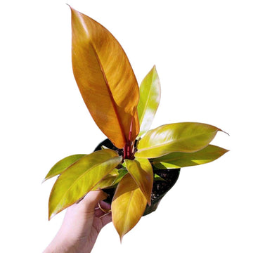Philodendron Prince of Orange / Rare Indoor Plants