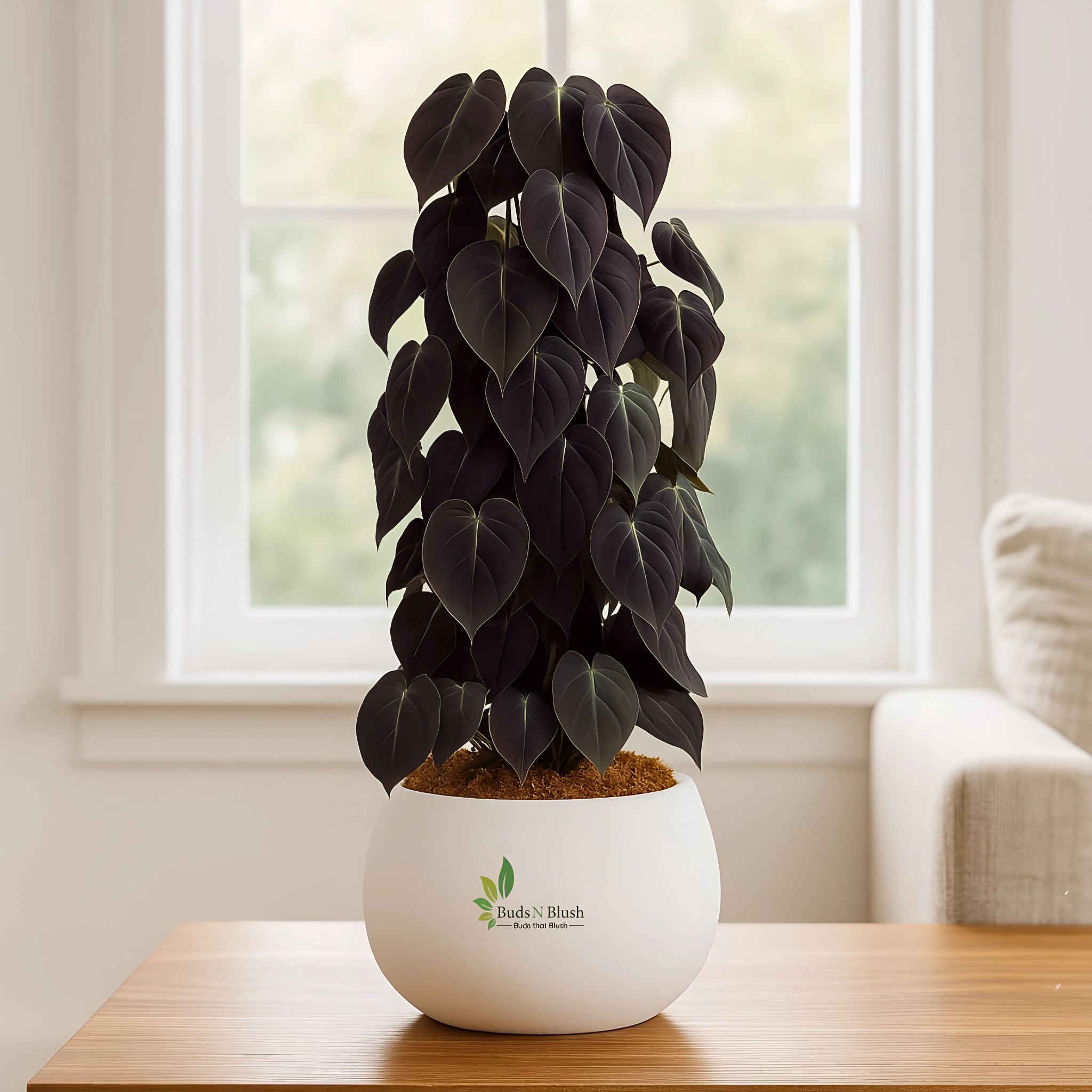 Philodendron Micans