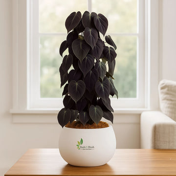 Philodendron Micans