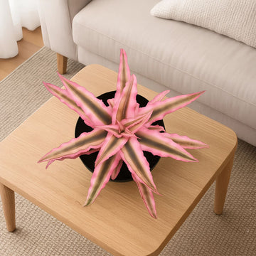 Cryptanthus Pink variegated