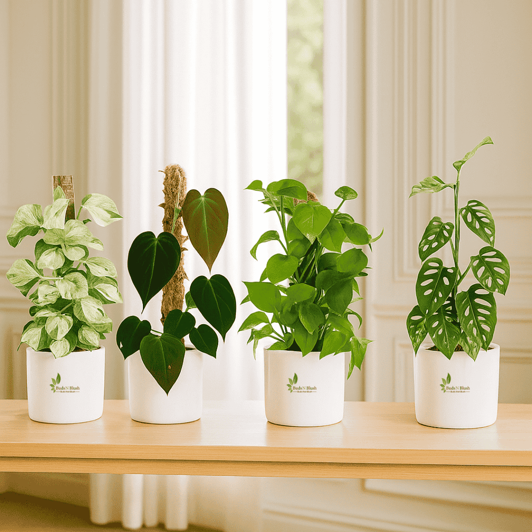 Amazing Indoor Jungle: 4 Pothos  Set