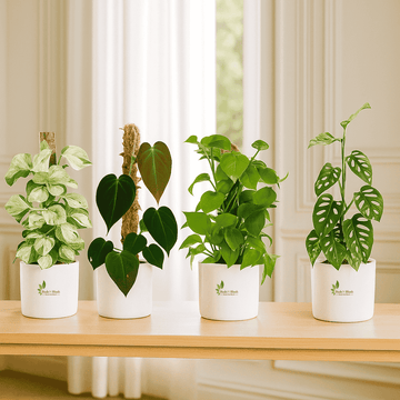 Amazing Indoor Jungle: 4 Pothos  Set