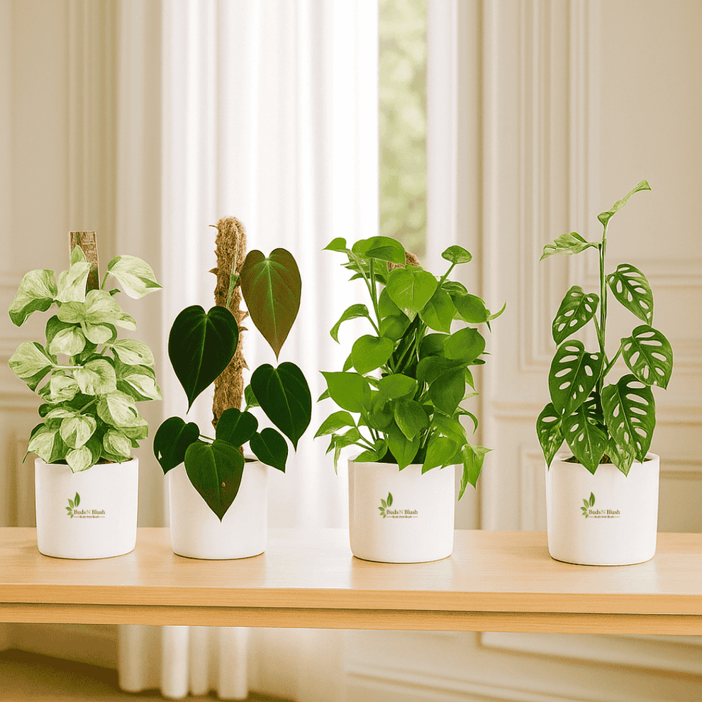 Amazing Indoor Jungle: 4 Pothos Set