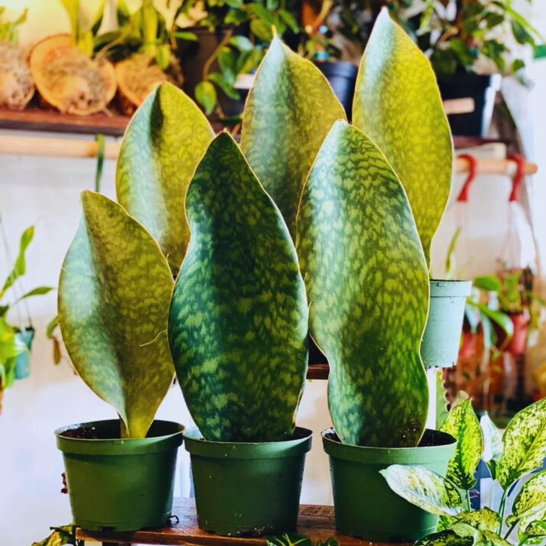 sansevieria masoniana Sansevieria Masoniana