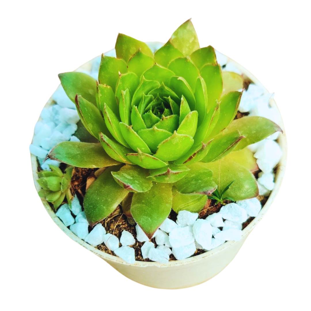 laxmi kamal succulent Buy Laxmi Kamal Colored Online
