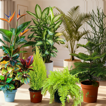 Indoor Garden Tree Kit (8 Indoor Trees )