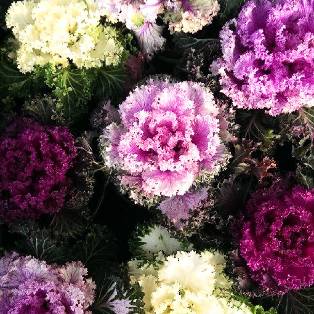 Ornamental Cabbage F1 Seeds
