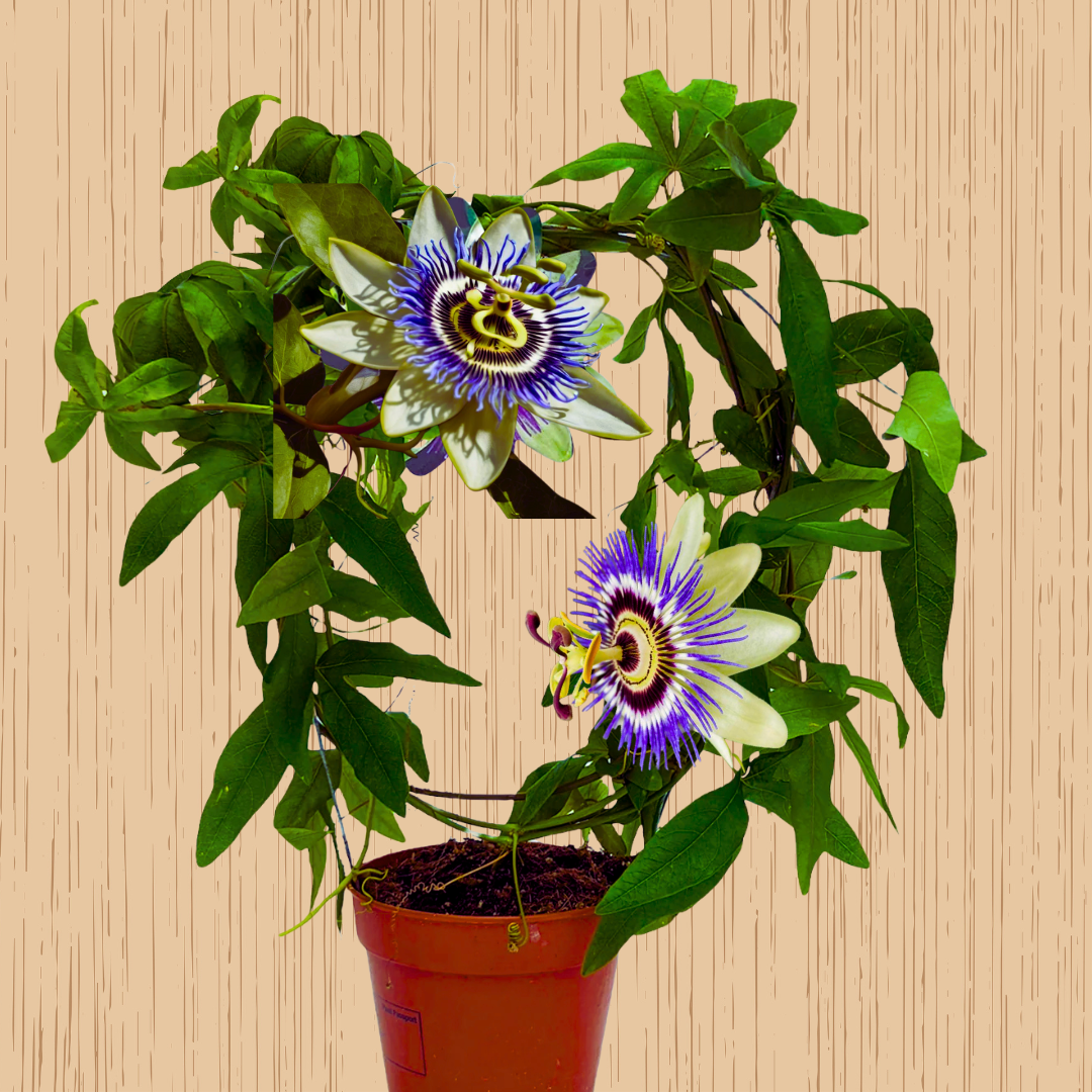 Krishna Kamal Creeper, Passion Flower-Fruit