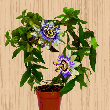 Krishna Kamal Creeper, Passion Flower-Fruit