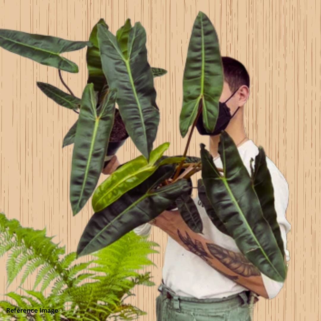 Rare Philodendron Billietiae