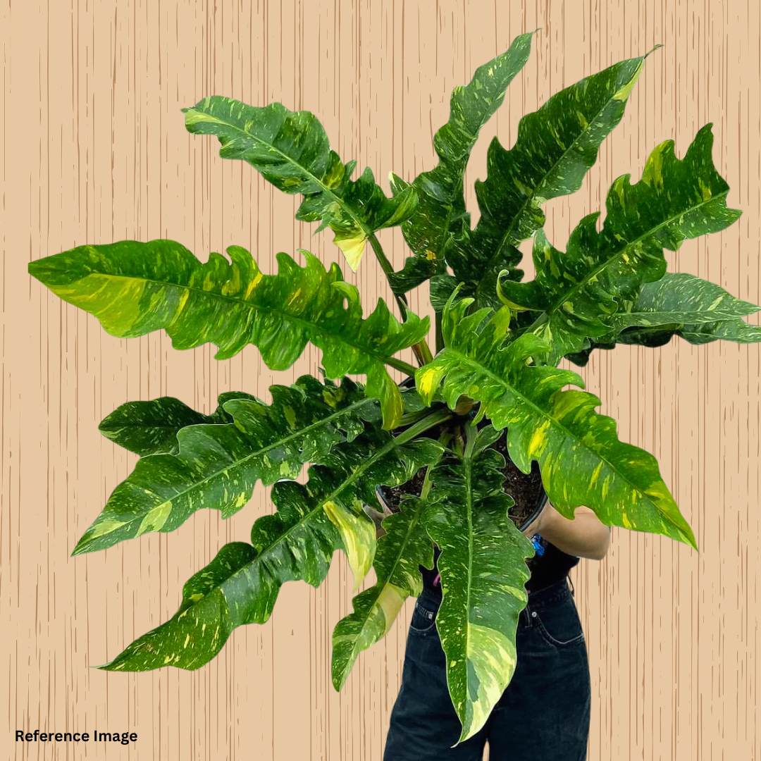 Philodendron Ring of Fire Variegated