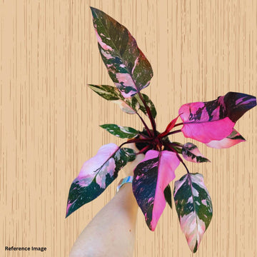 Rarest Philodendron Pink Princess Small Size