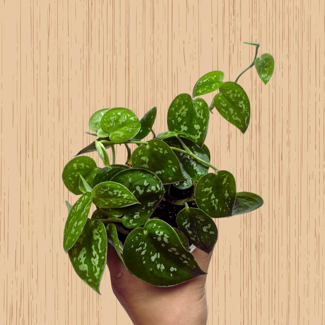 Silver Pothos, Scindapsus pictus