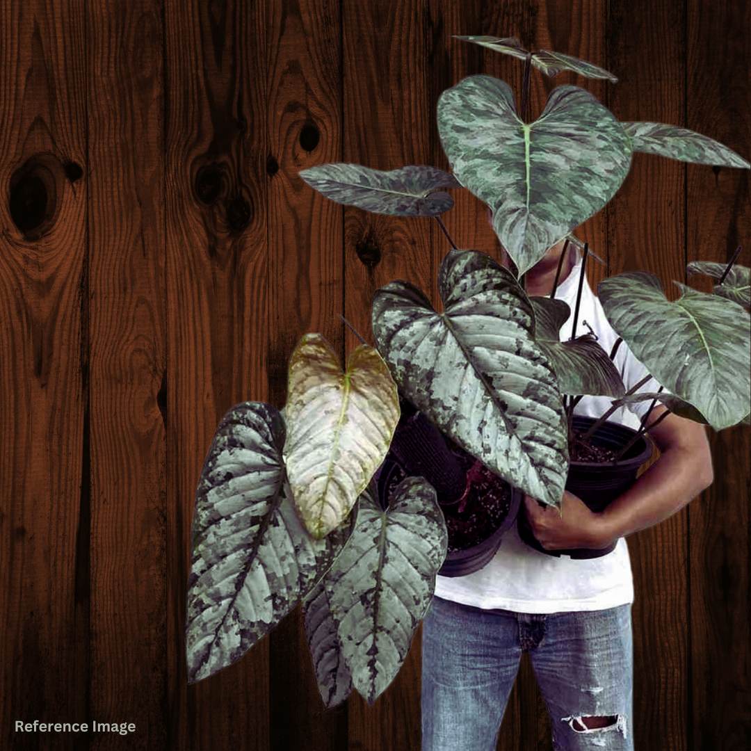 Philodendron Brandtianum Rare Silver Monstera