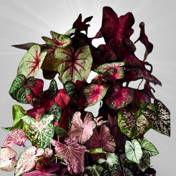 Mix Colored Caladium