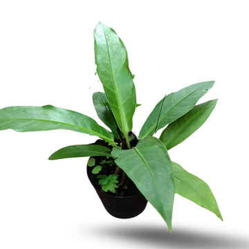 Giant Anthurium Hookeri