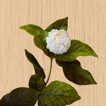 Butt Mogra Plant, Fragrant Flowering Variety for Your Garden