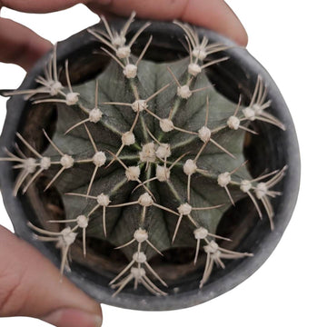 Gymnocalycium Black Hybrid