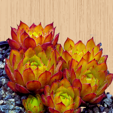 Buy Laxmi kamal Colored Online