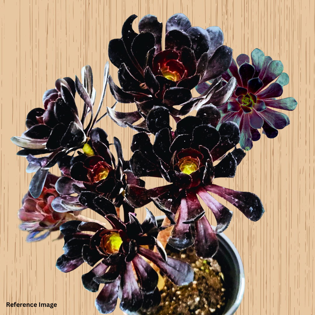Aeonium Black Rose Plant, Valentine’s Special, Endearing Succulents