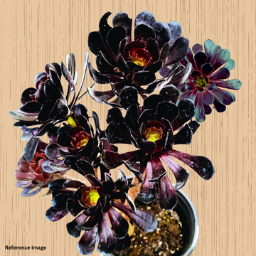 Aeonium Black Rose Plant, Valentine’s Special, Endearing Succulents