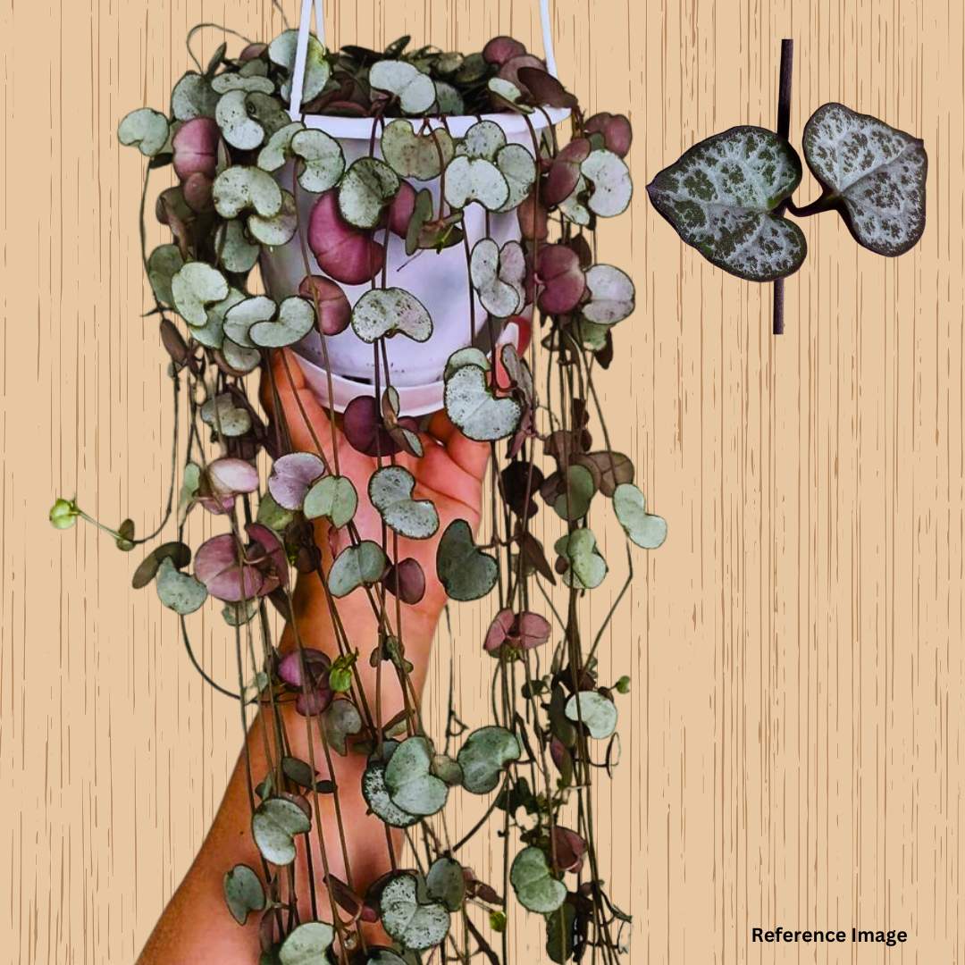 Buy String of Hearts Plant, Ceropegia Woodii House Plant