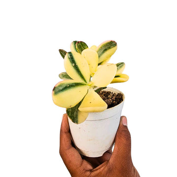 Crassula Ovata Variegated