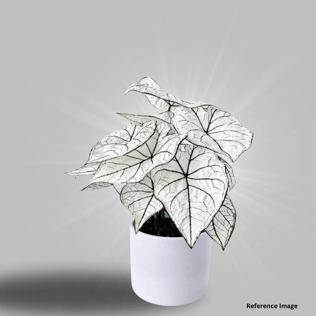 Caladium white Christmas Indoor Plant Small