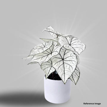 Caladium white Christmas Indoor Plant Small