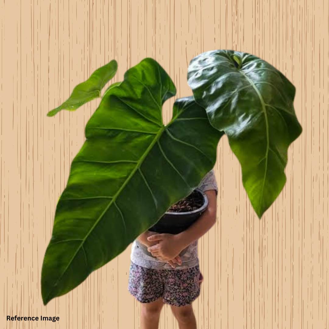 Extremely Rare Philodendron Mexicanum