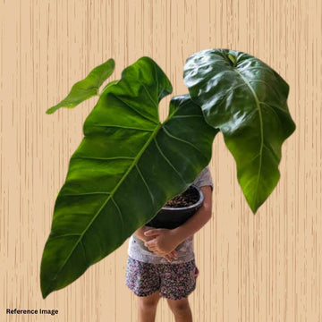 Extremely Rare Philodendron Mexicanum