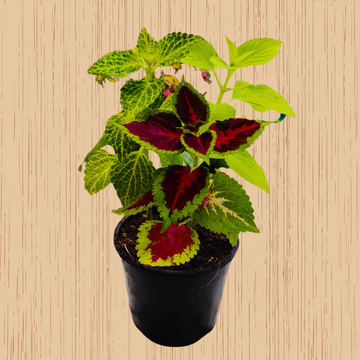 Coleus Combo of Three