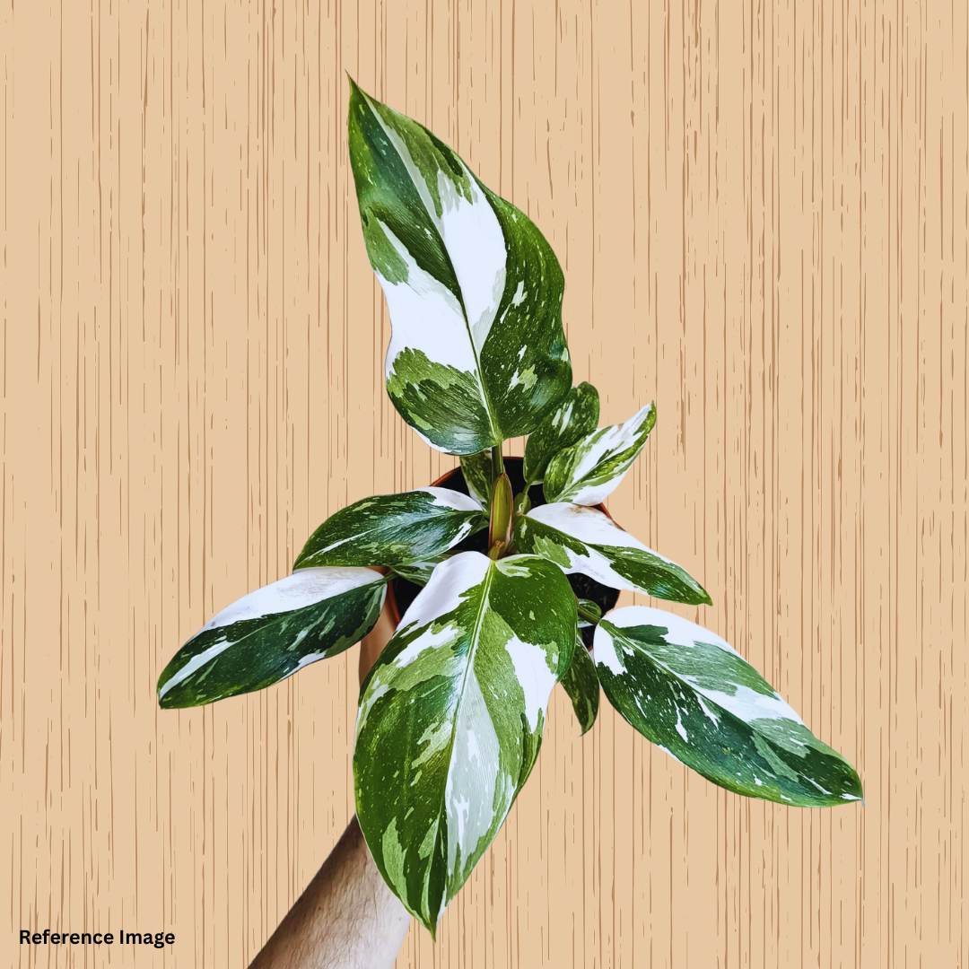 Rarest Philodendron White Knight