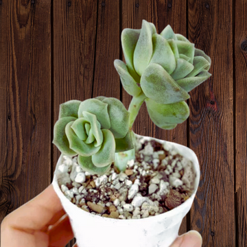 Echeveria Lovely Rose Succulent, Valentine Special