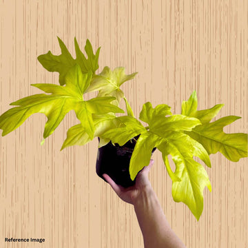 Philodendron Selloum Golden, Indoor Plant