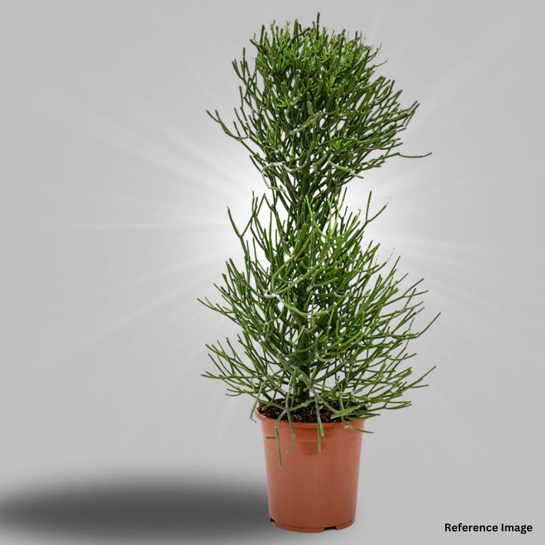 Pencil Tree / Flame Plant