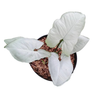 Syngonium White Butterfly