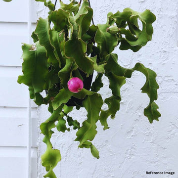 Rare Dwarf Twisted Sweet Dragon Fruit/ Epiphyllum Guatemalense monstroe