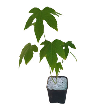 Lantern Hibiscus / Chinese Hibiscus
