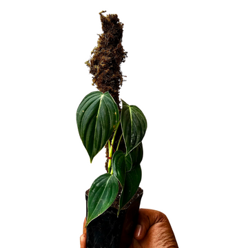 Extremely Rare Philodendron Melanochrysum Medium Size